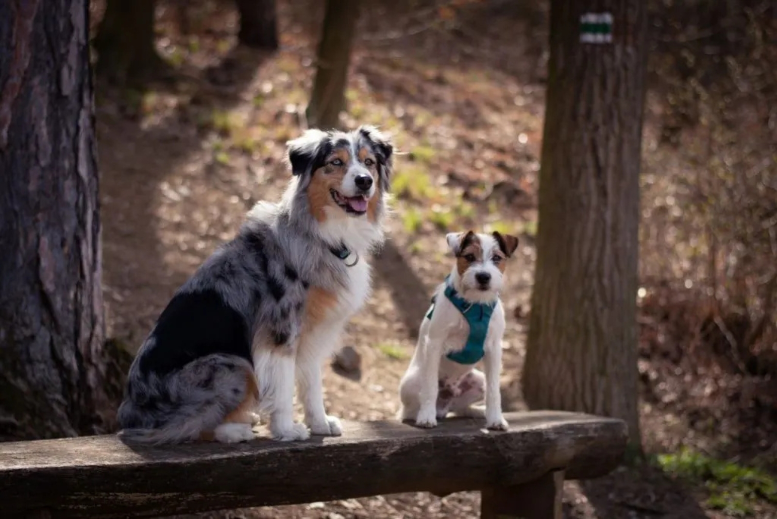 two dogs sitting on the table