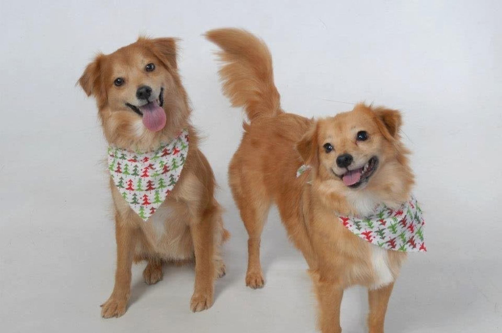 two dogs wearing bandanas