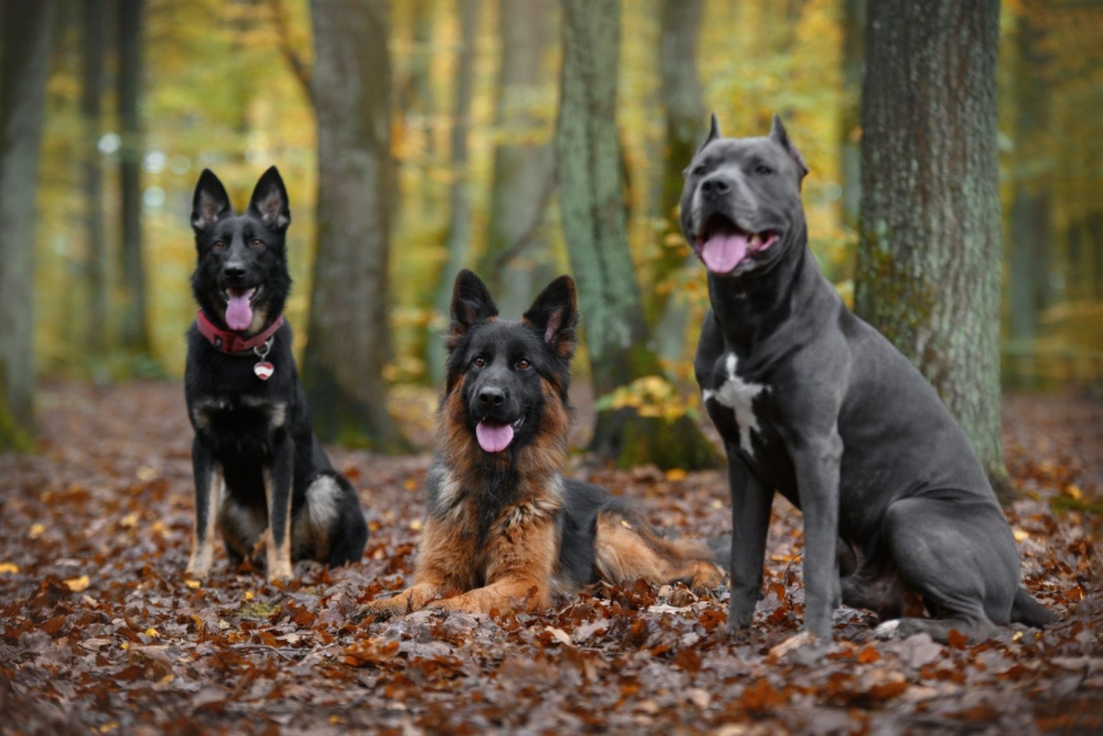 two german shepherd dogs and a pitbull in wood