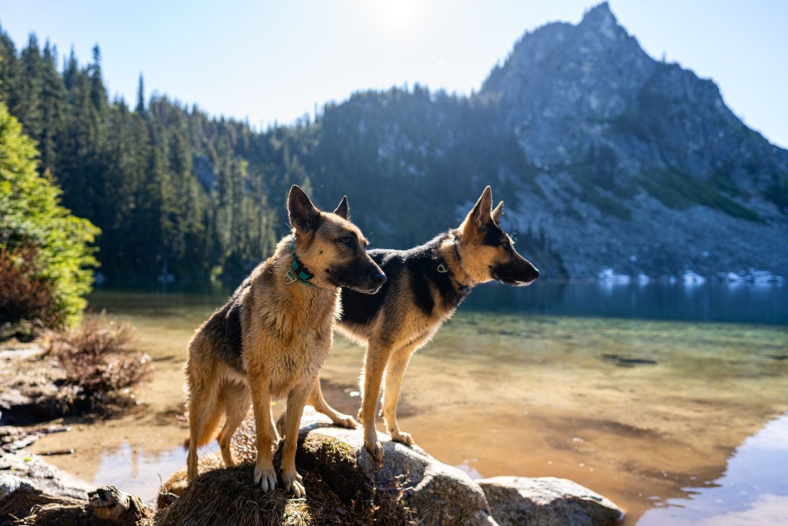 two german shepherds in nature by lake