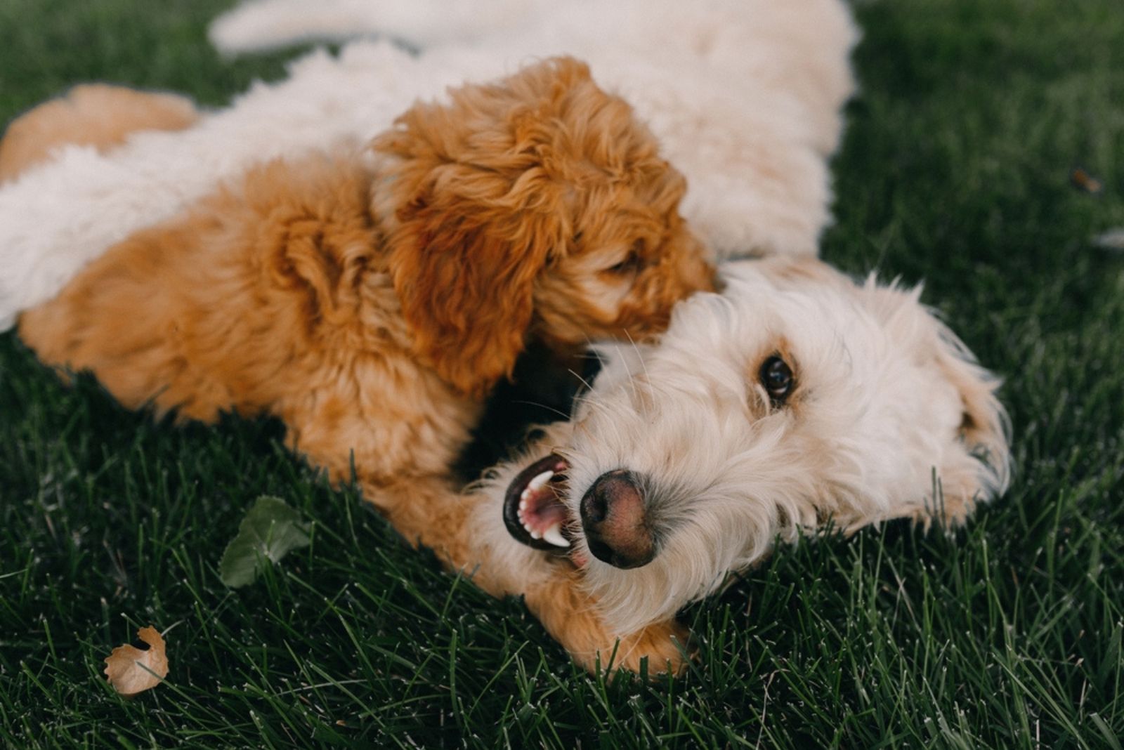 two goldendoodles playing on grass