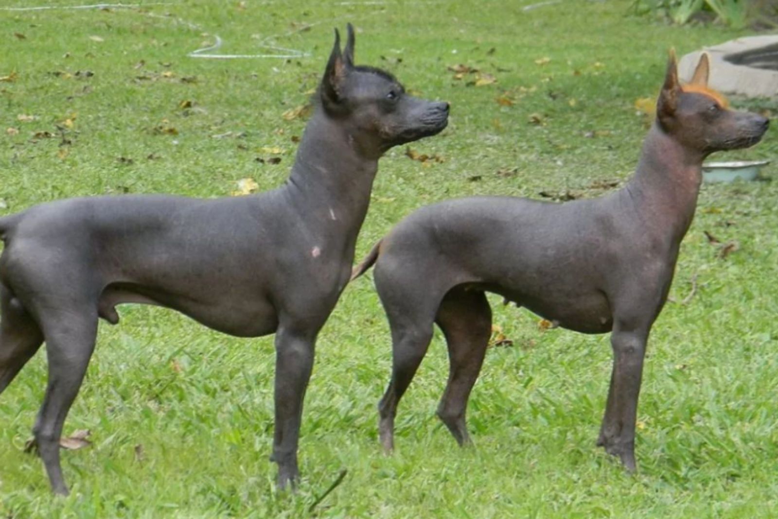 two hairless dogs standing