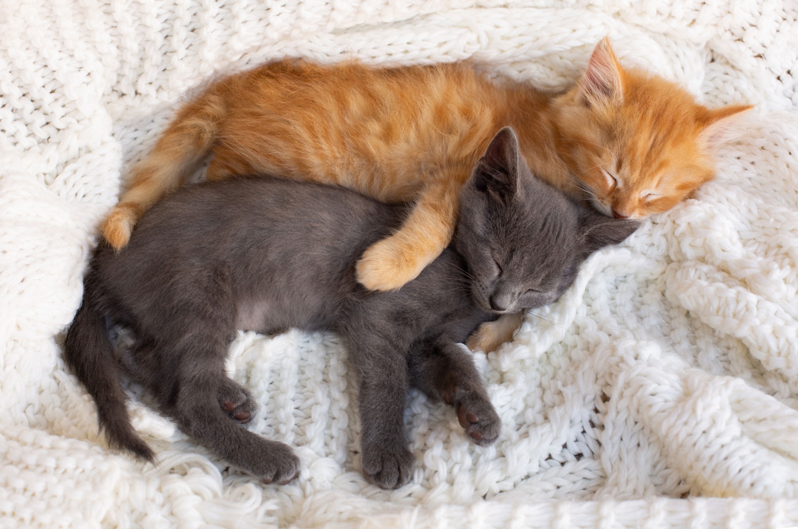 two kittens sleeping together