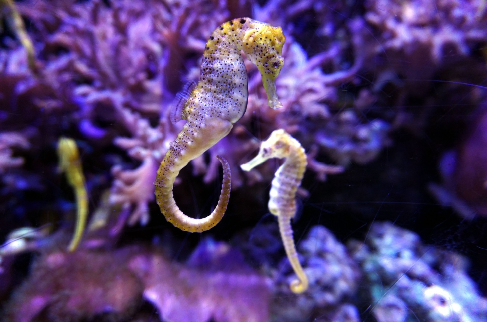 two seahorses