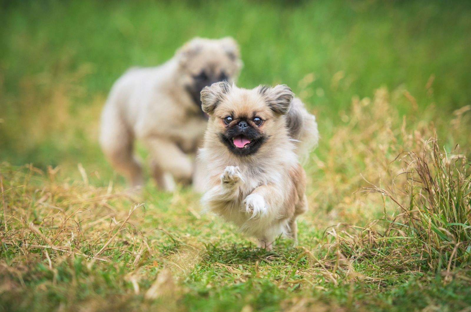 two small dogs