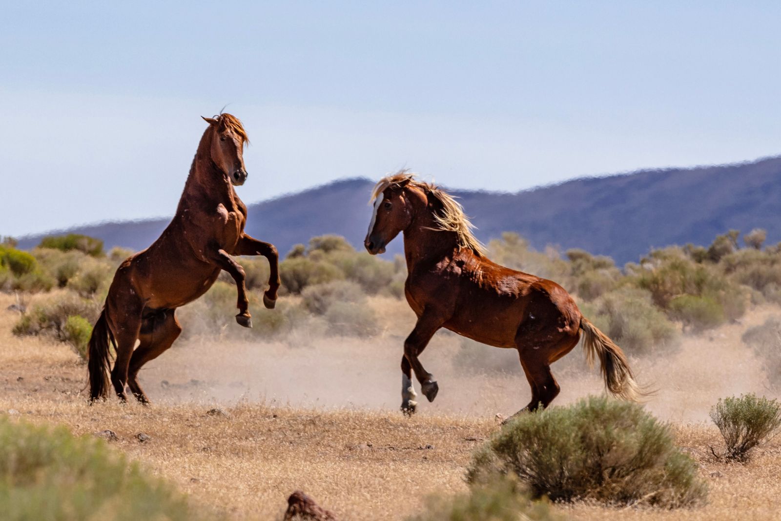 two wild mustangs