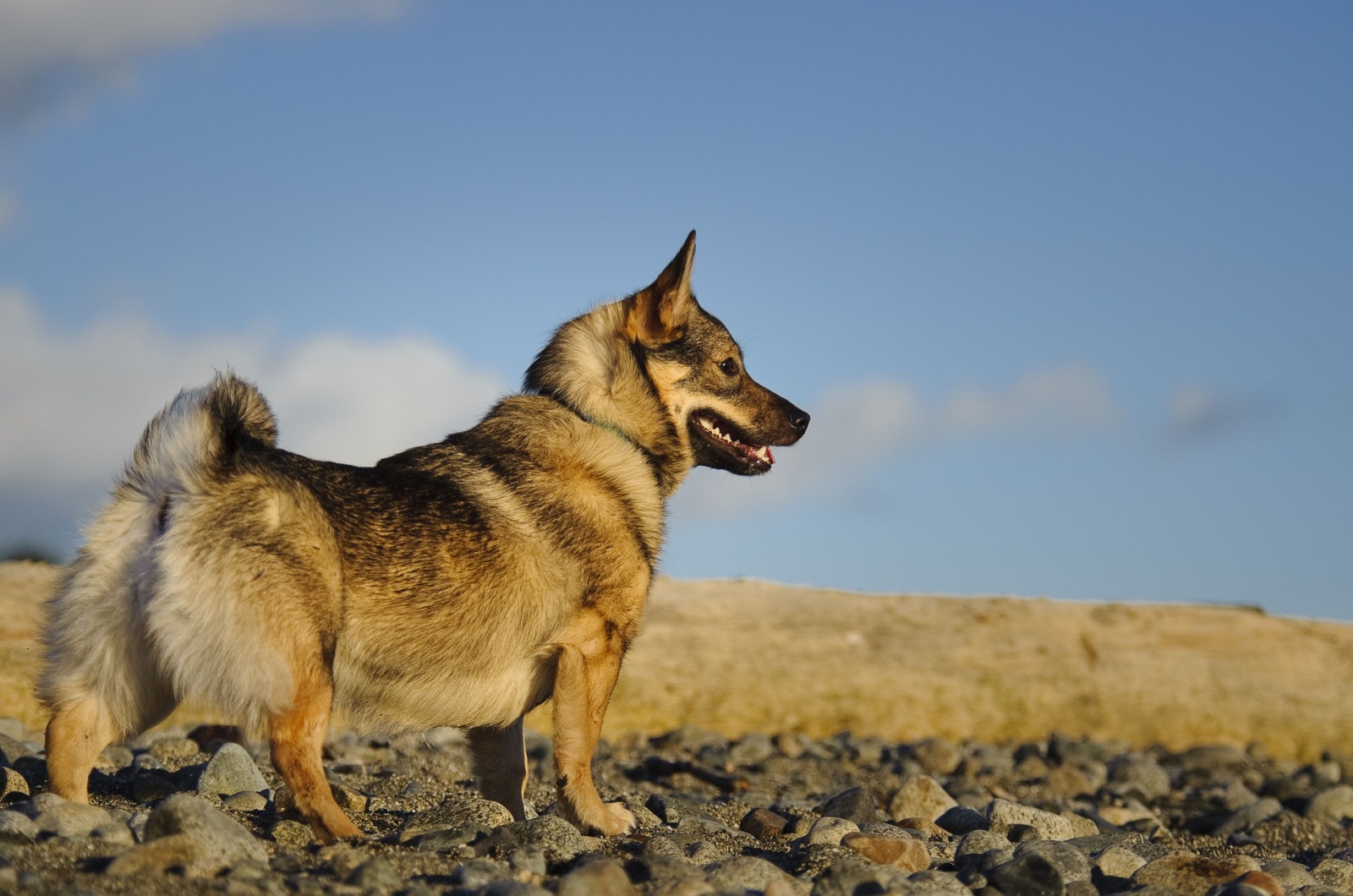 vallhund