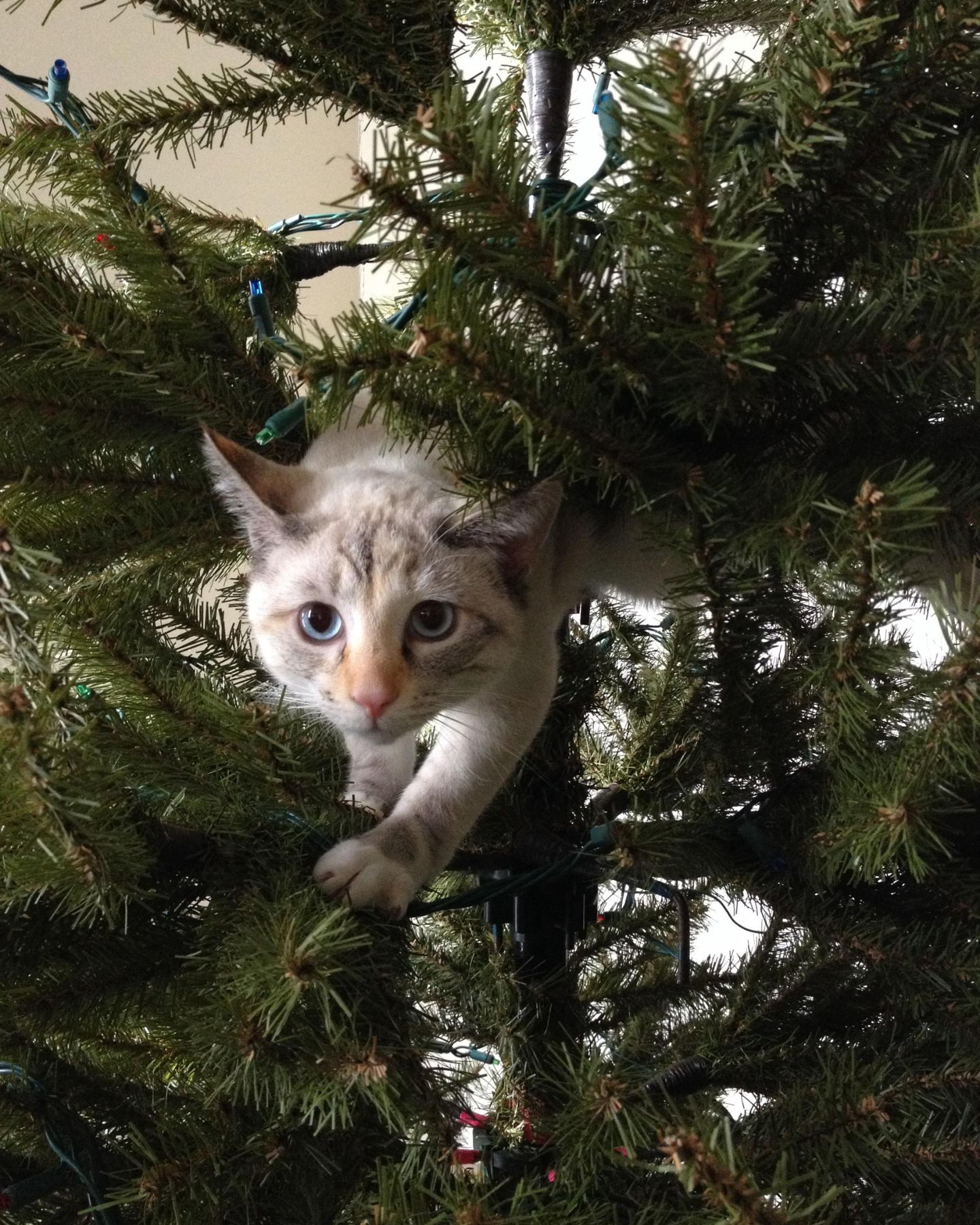 very cute cat in Christmas tree