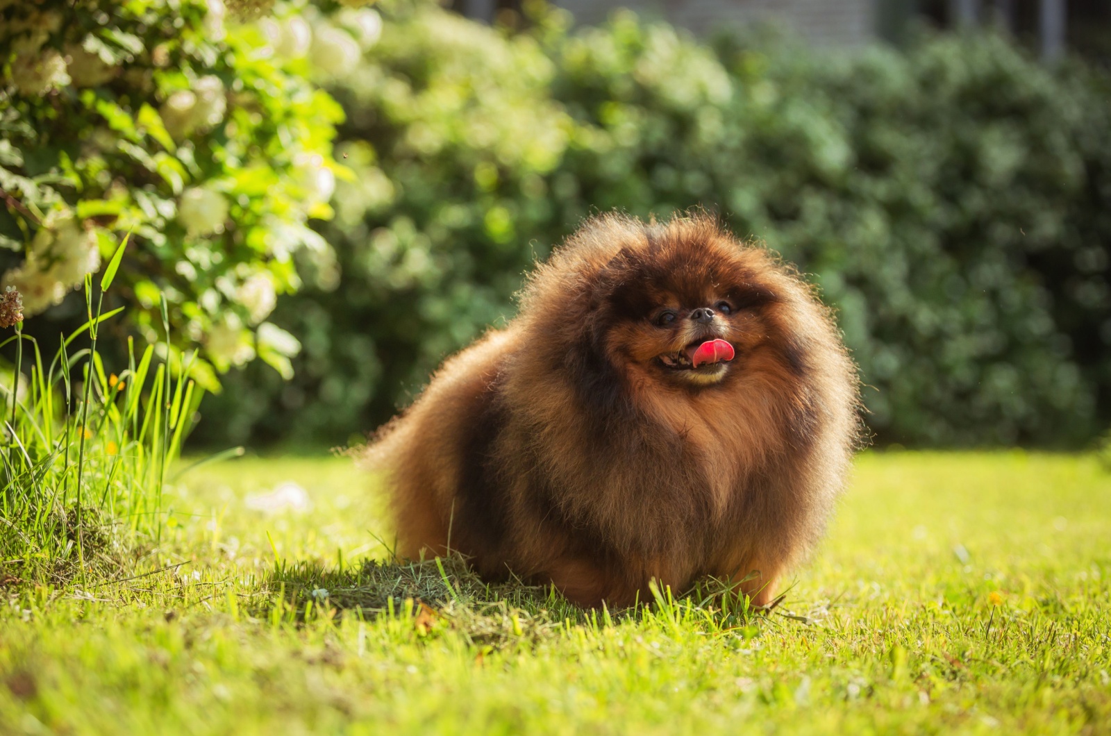 very cute fluffy dog