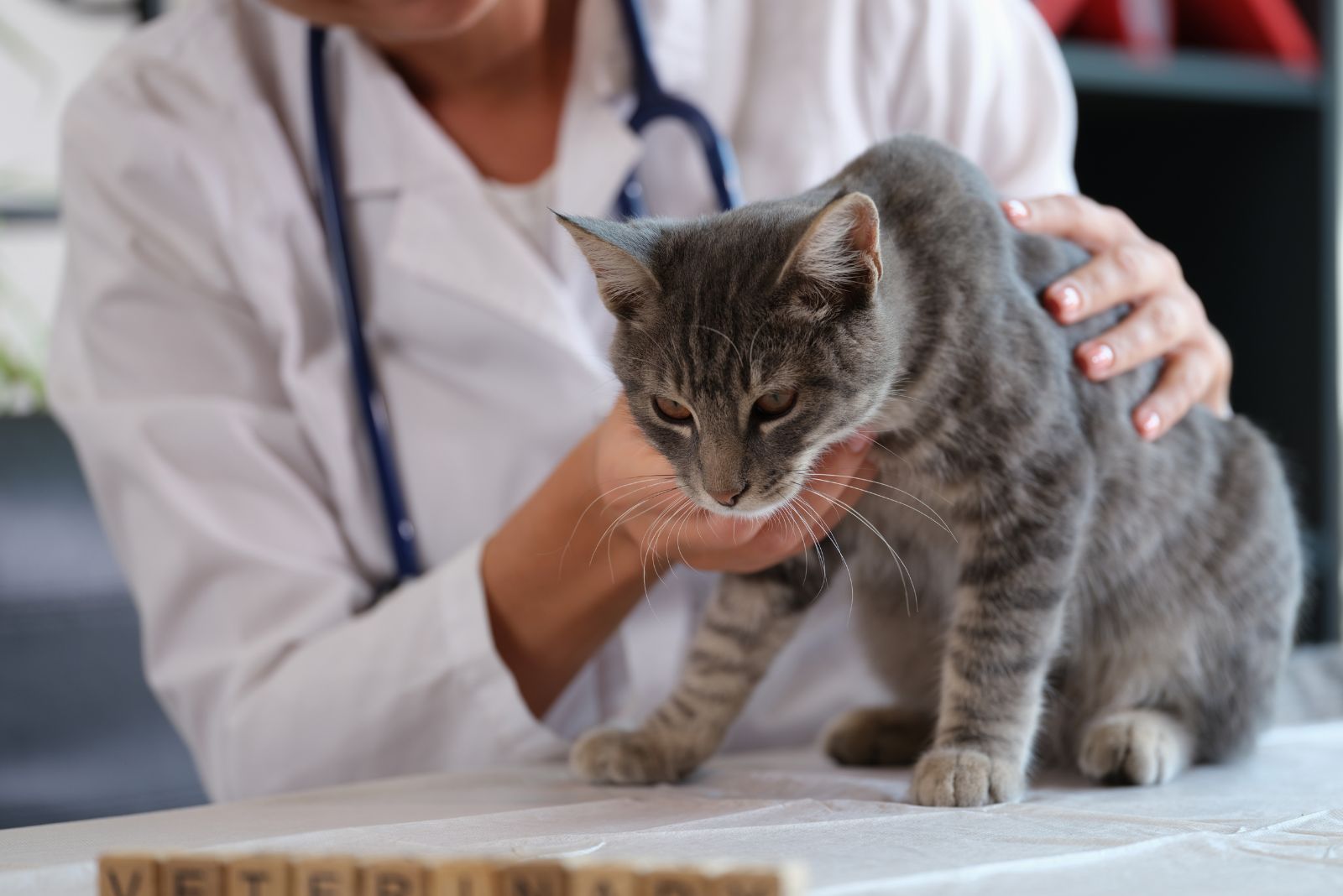 vet examining a cat