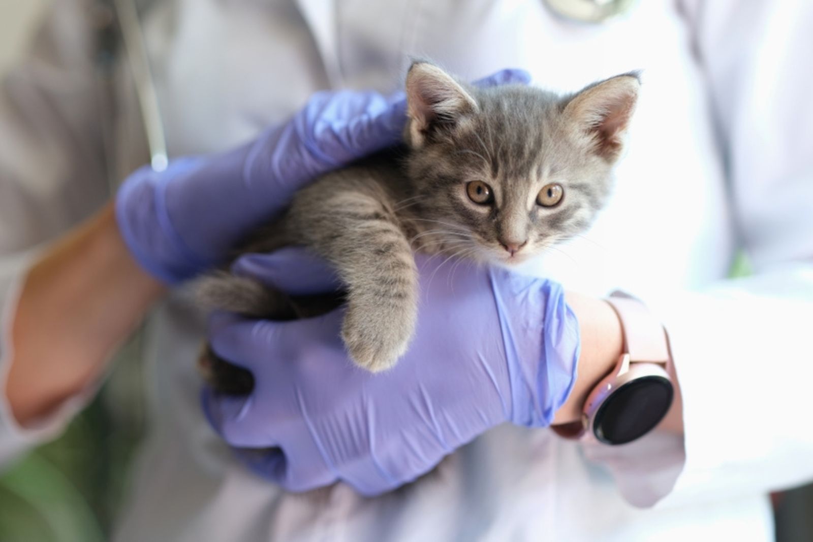 veterinarian holding kitten