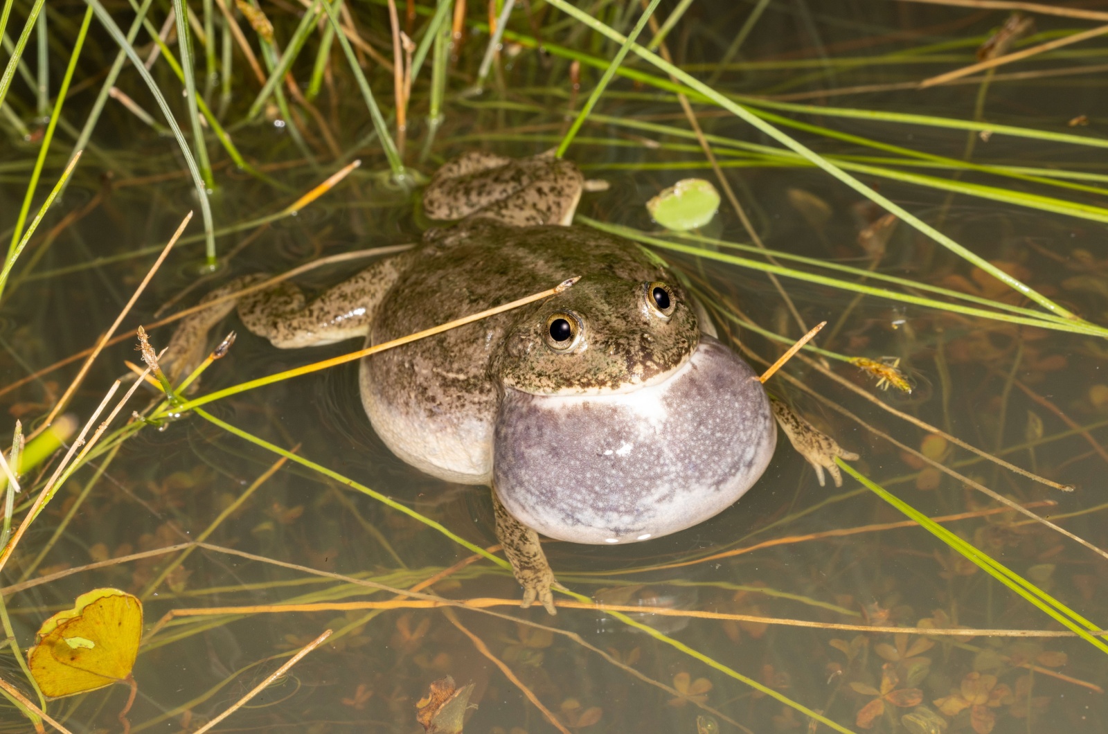 water holding frog