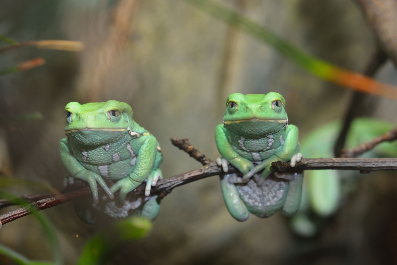 waxy monkey tree frog