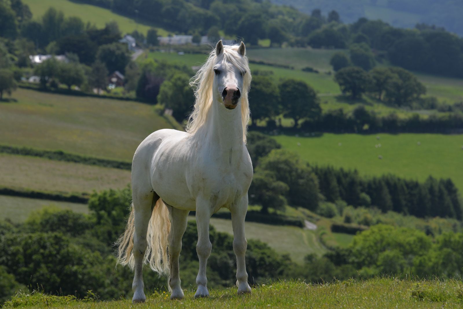 welsh pony