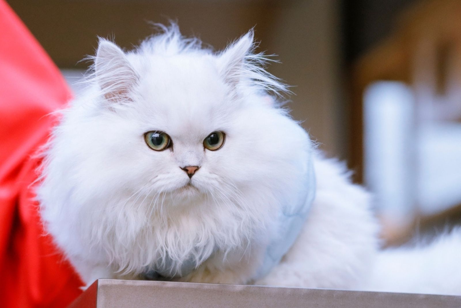 white Napoleon cat