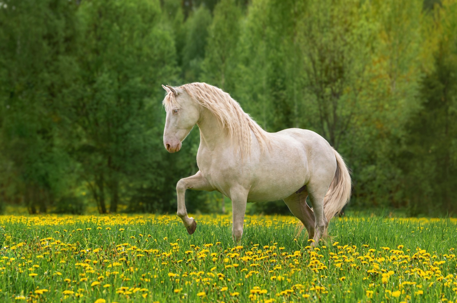 white andalusian horse