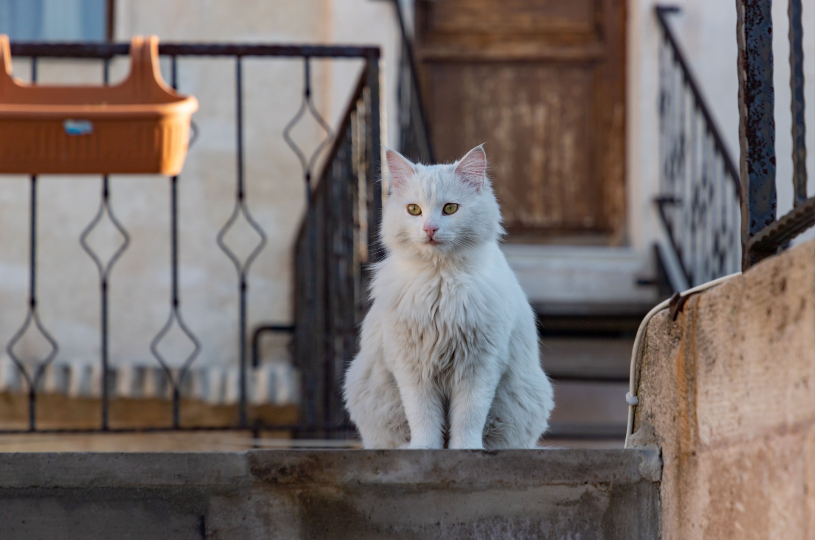 white angora cat