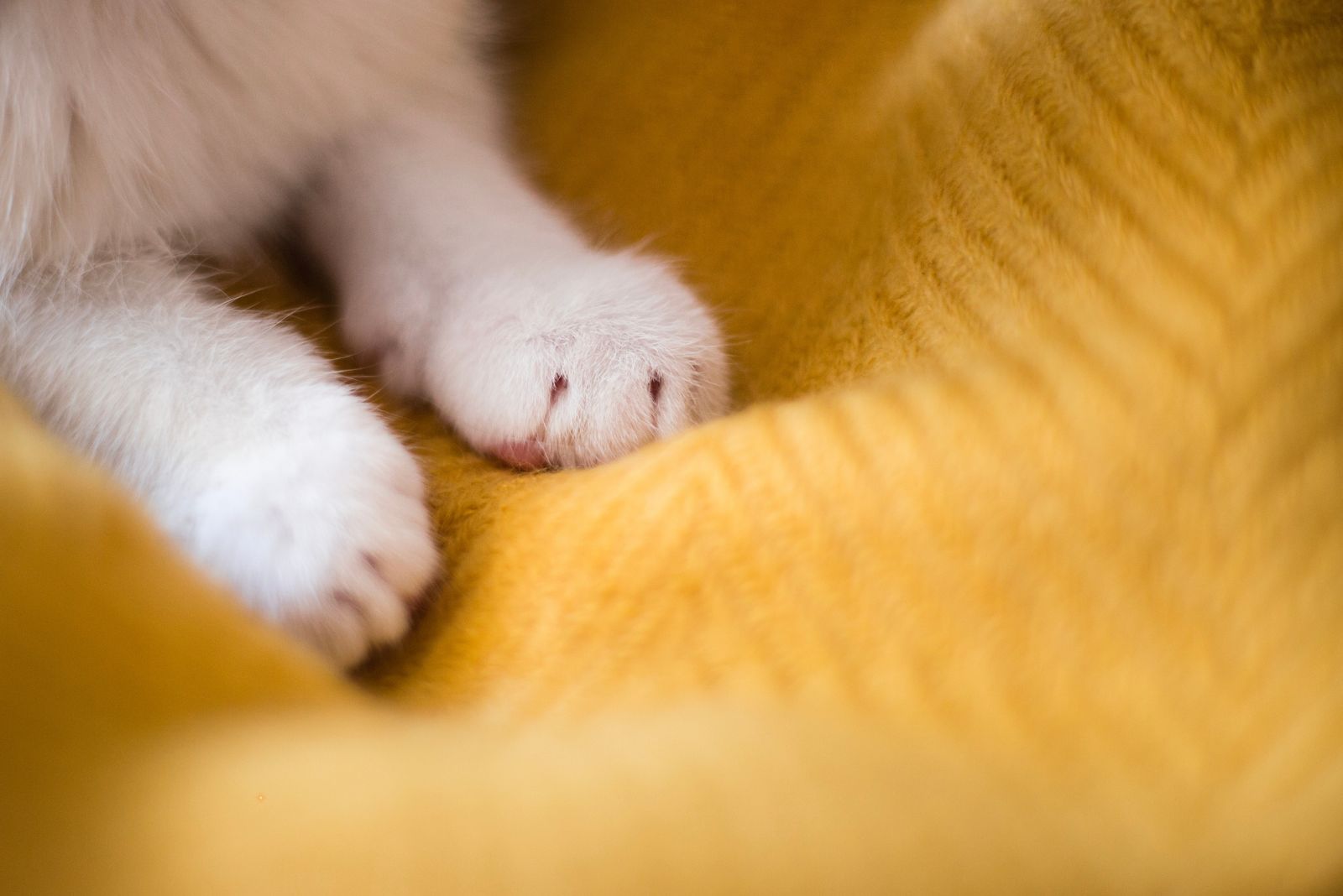 white cat paws