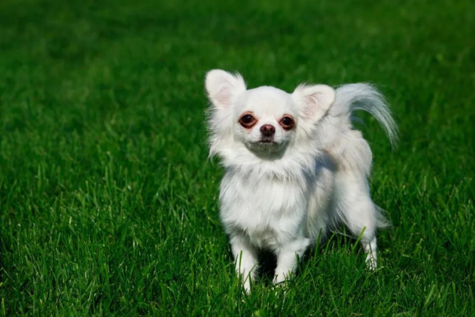 white chihuahua (1)