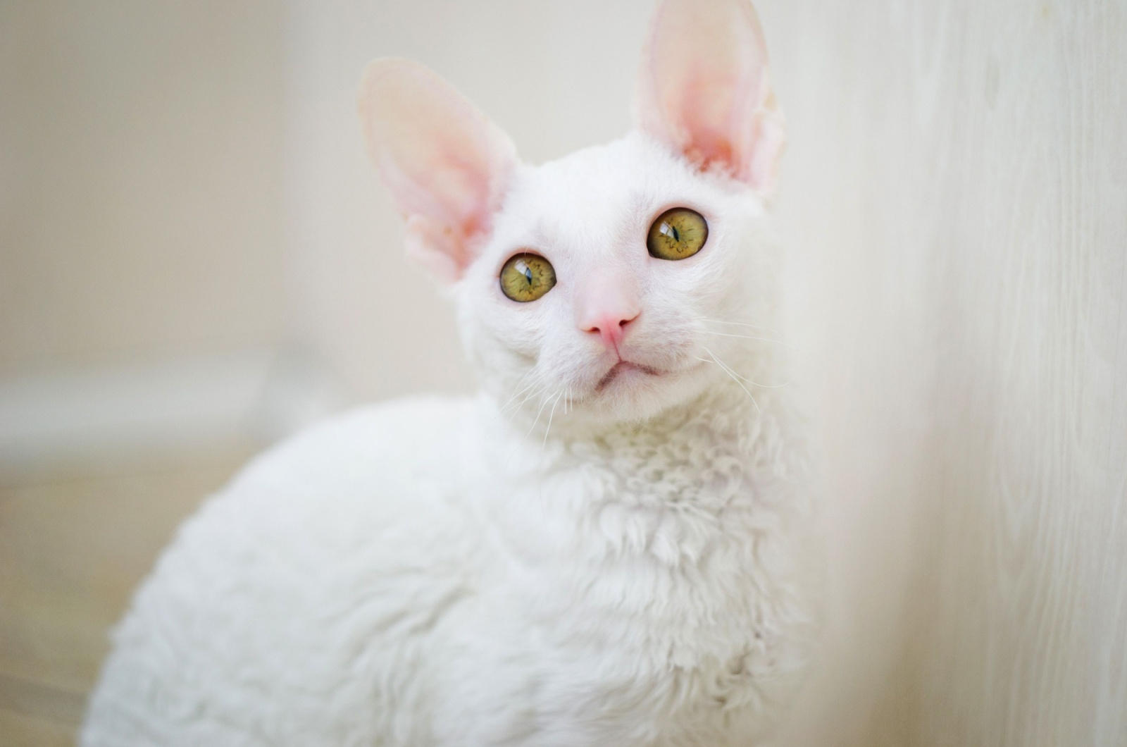 white cornish rex