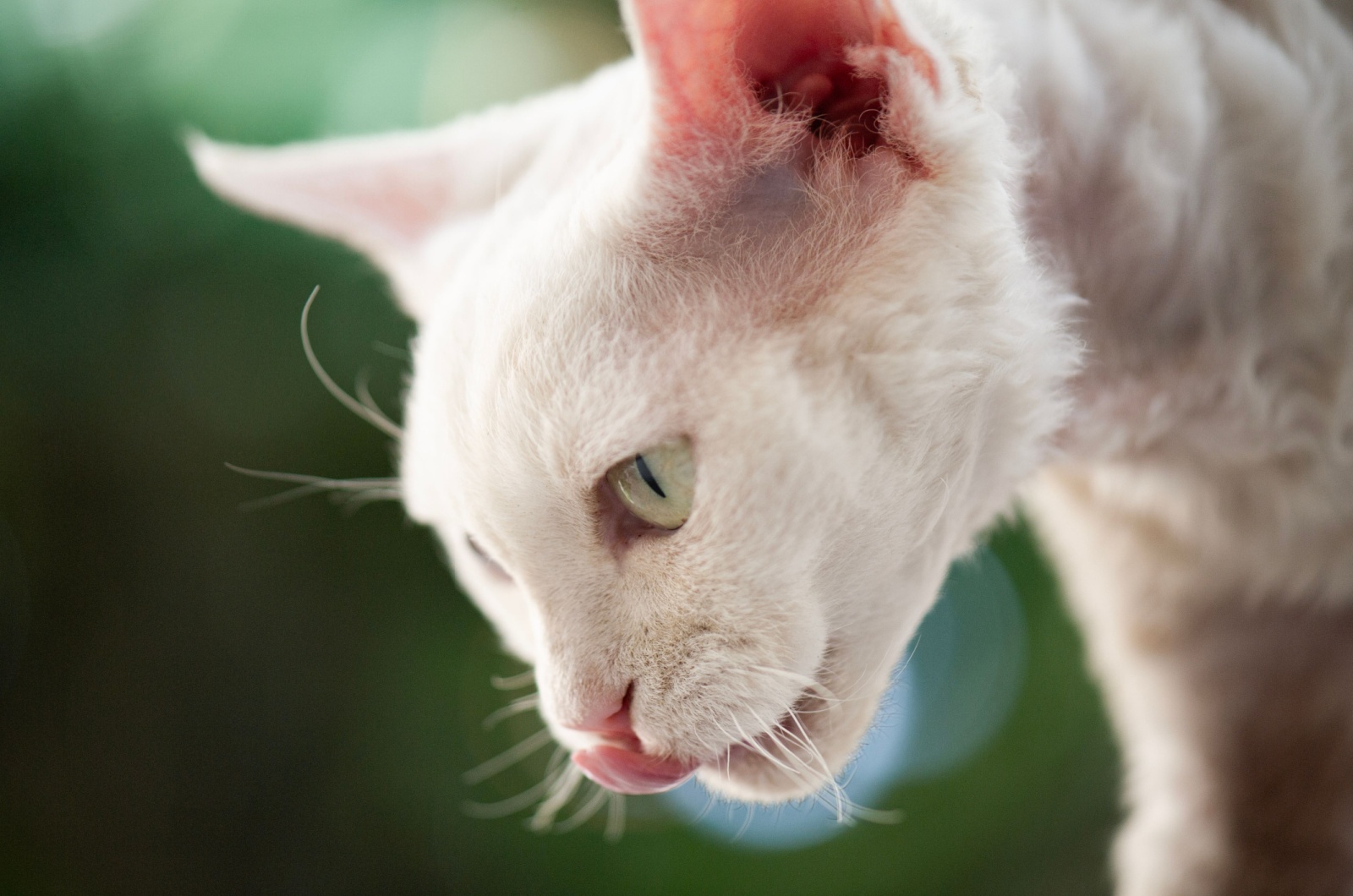 white devon rex