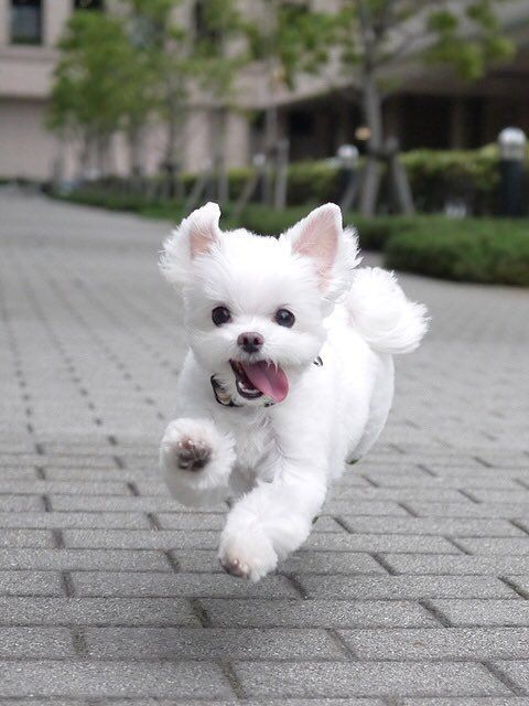 white dog running