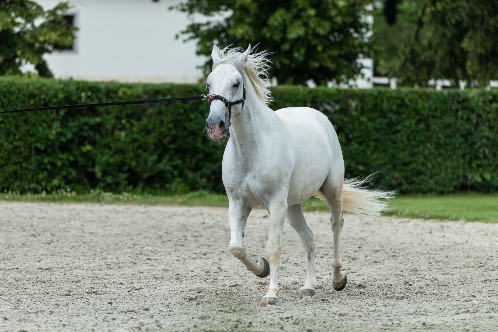 white horse