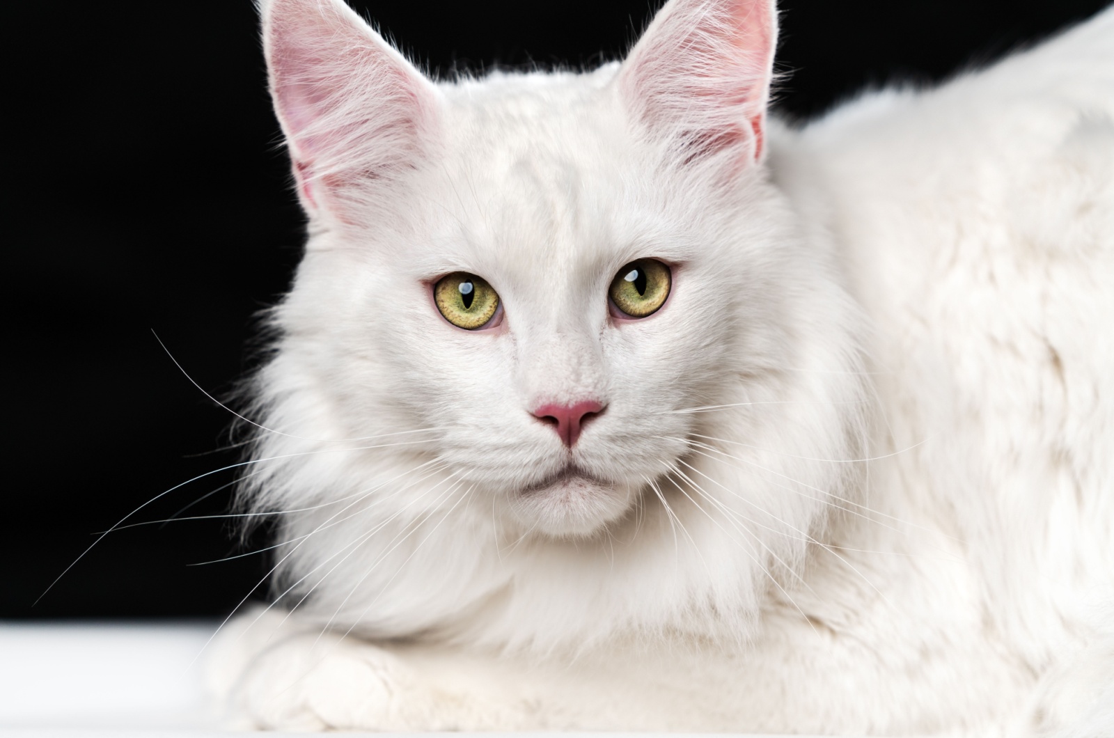 white maine coon