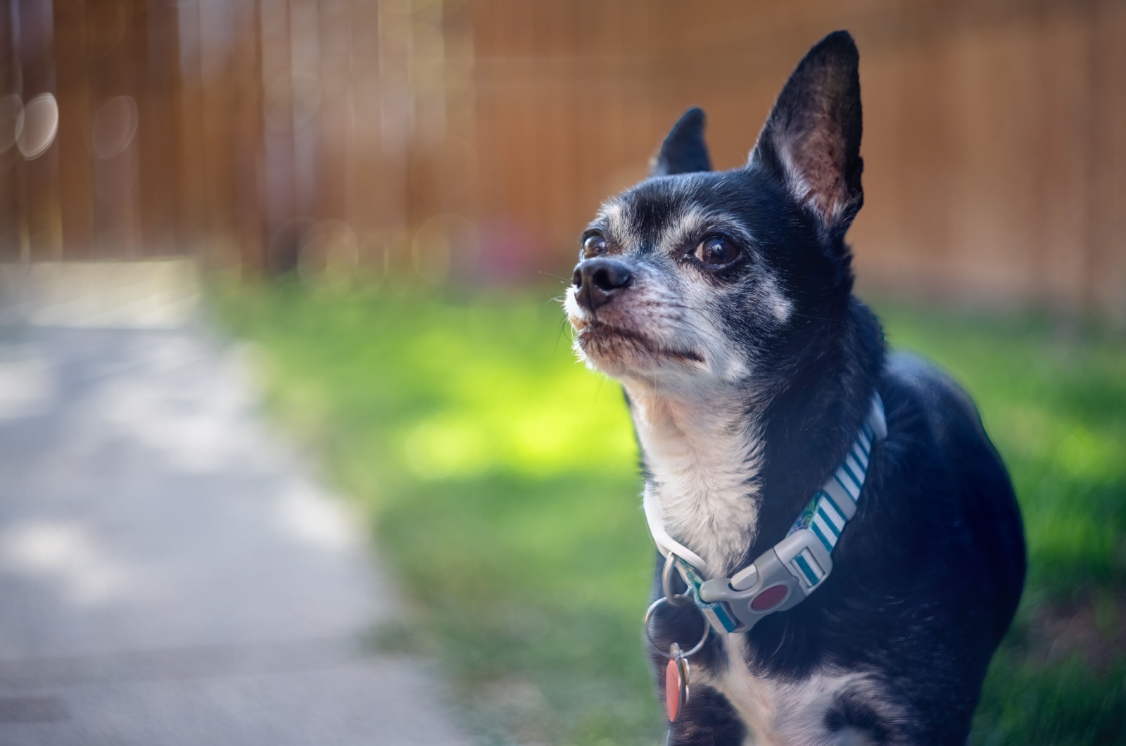 white markings chihuahua