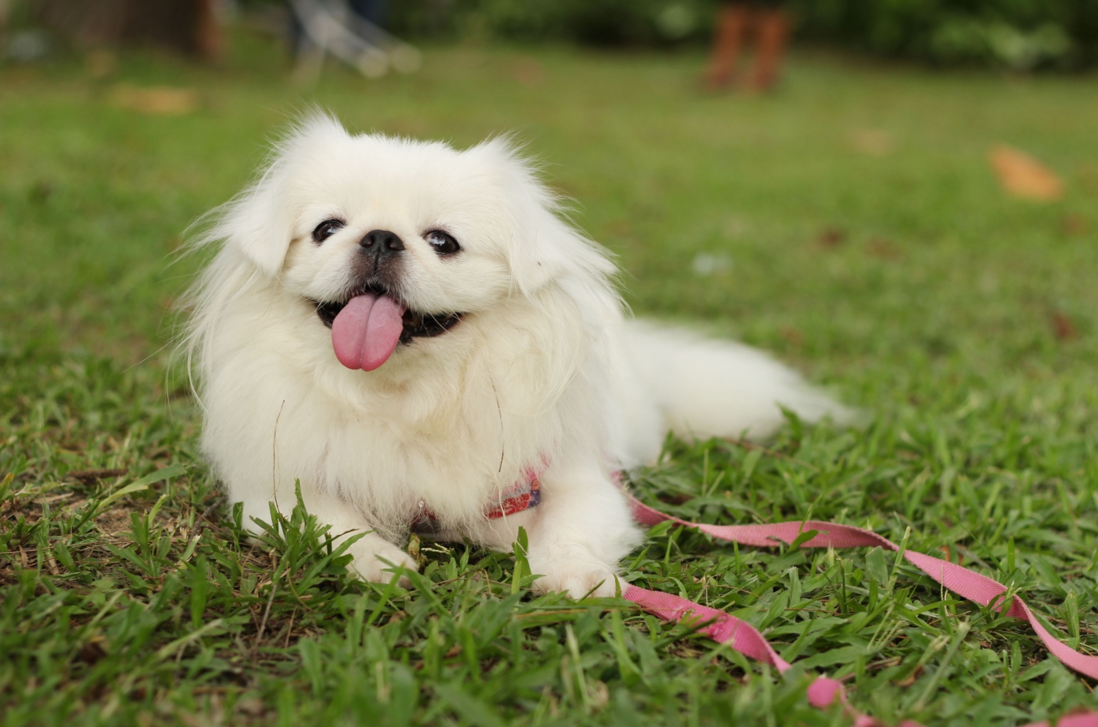 white pekingese