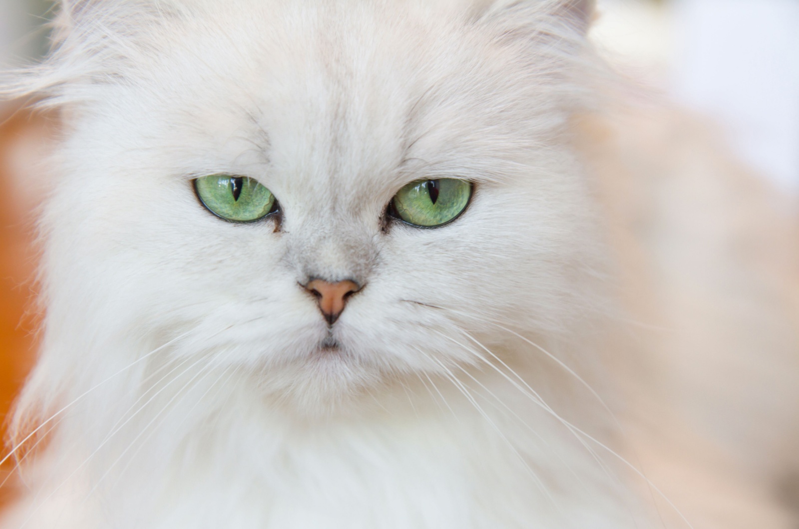 white persian