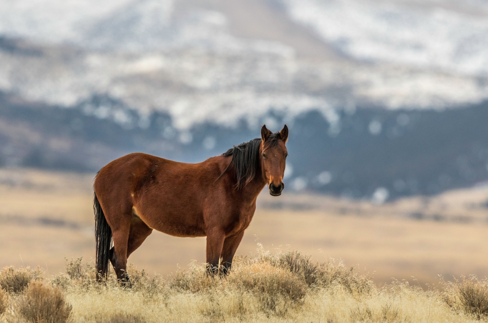 wild mustang idaho