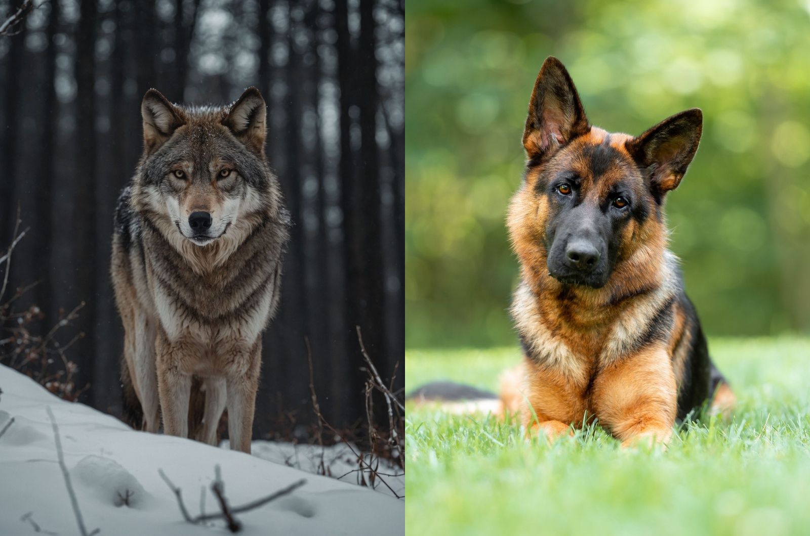 wolf and German Shepherd