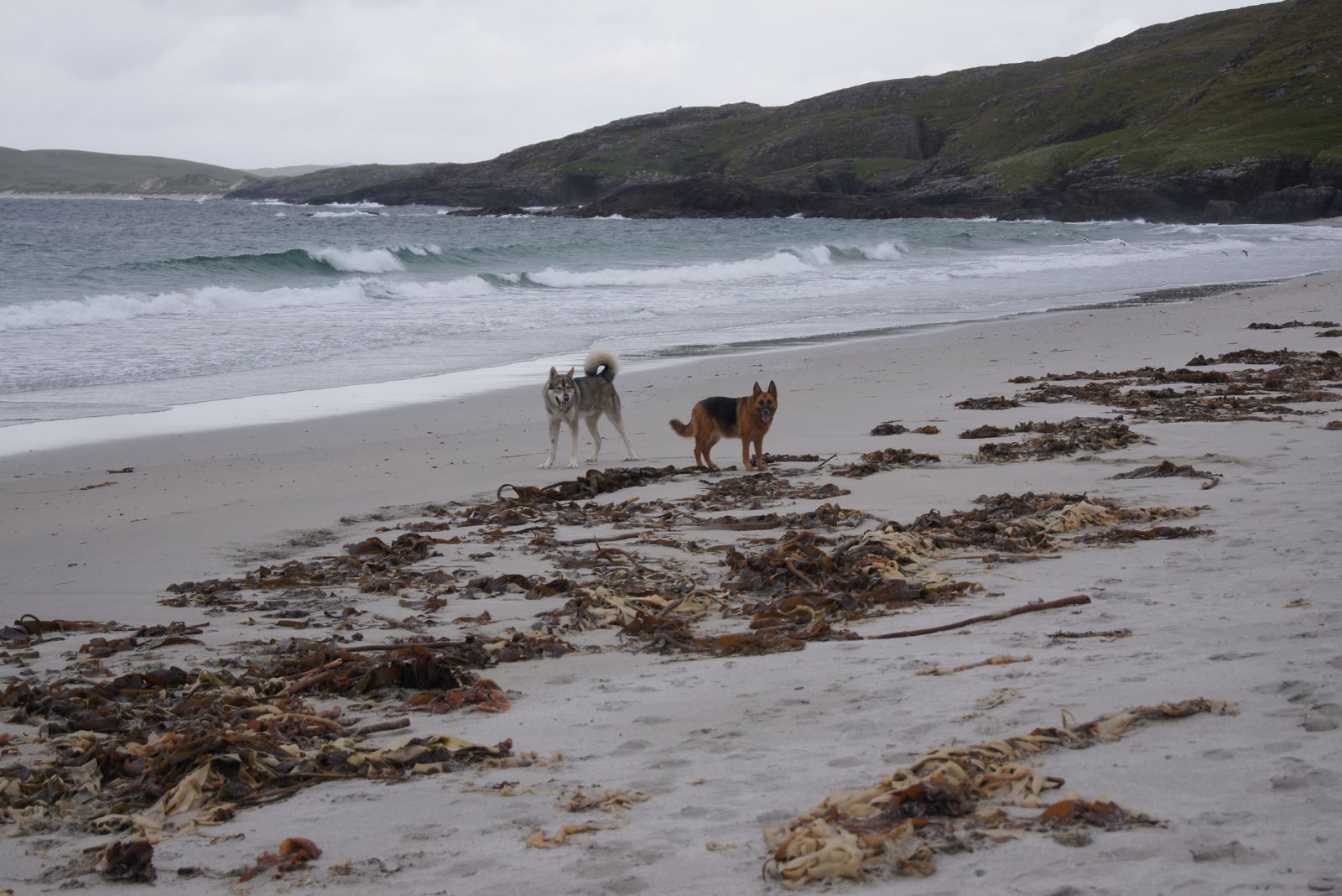 wolf and gsd on a beach