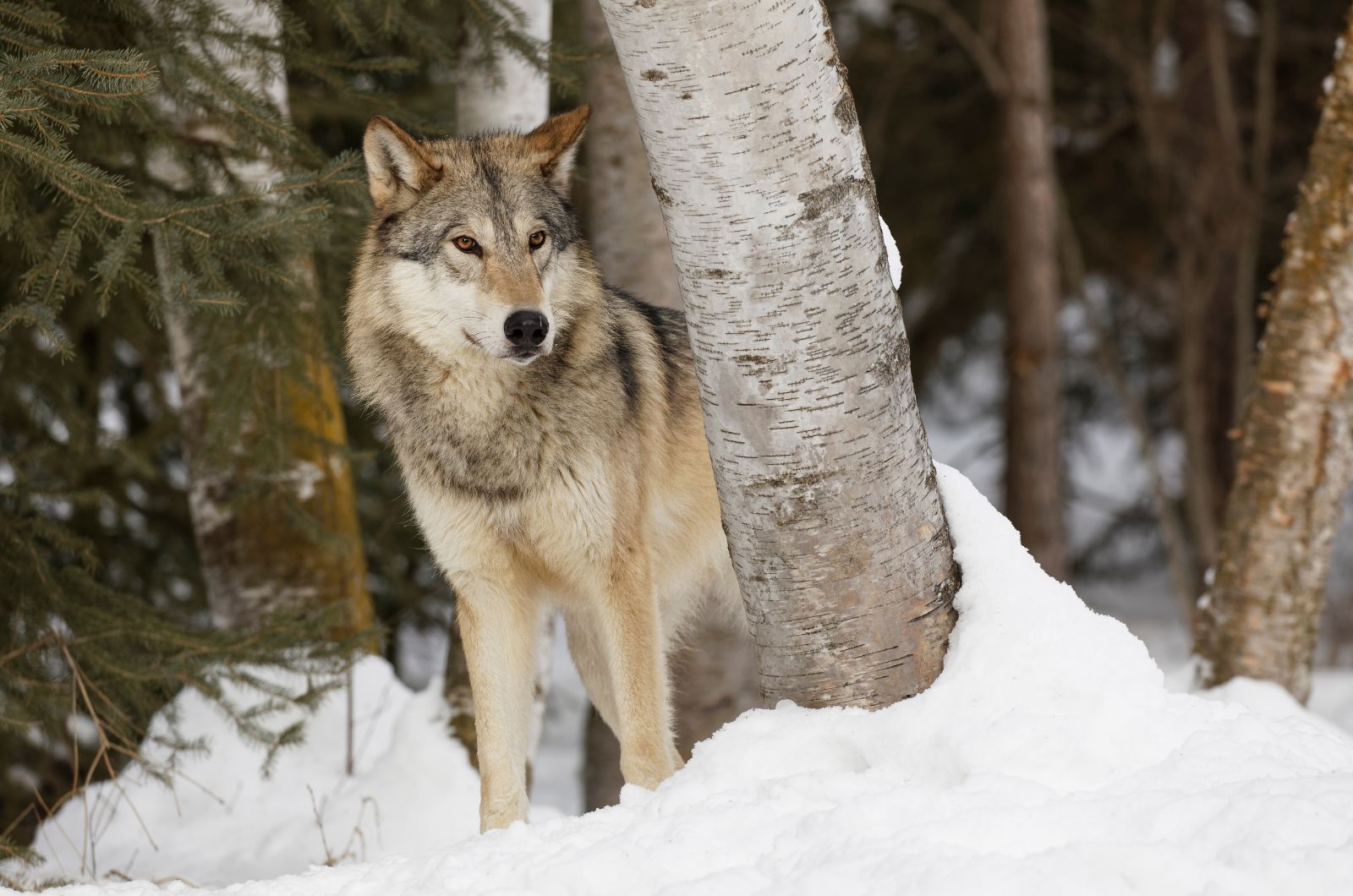 wolf in the snow