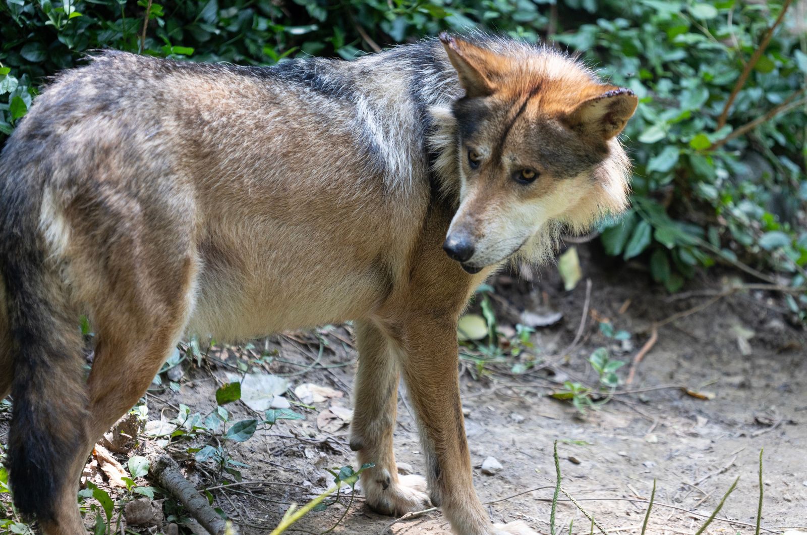 wolf looking back