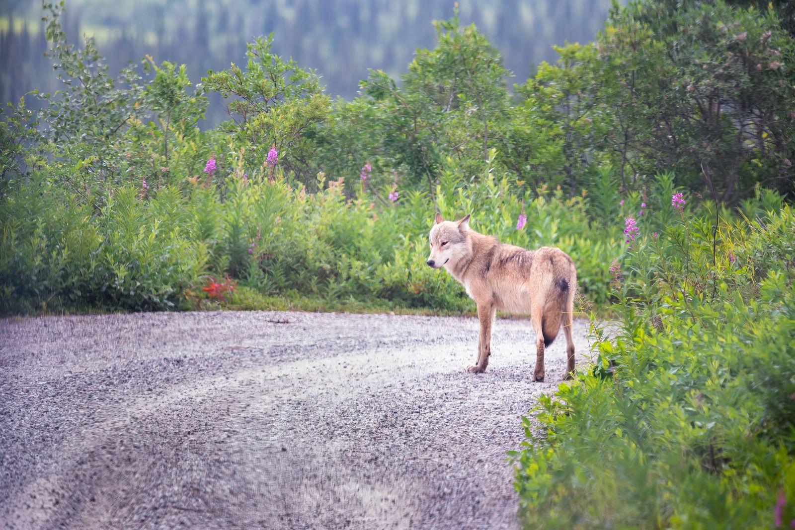 wolf on the road