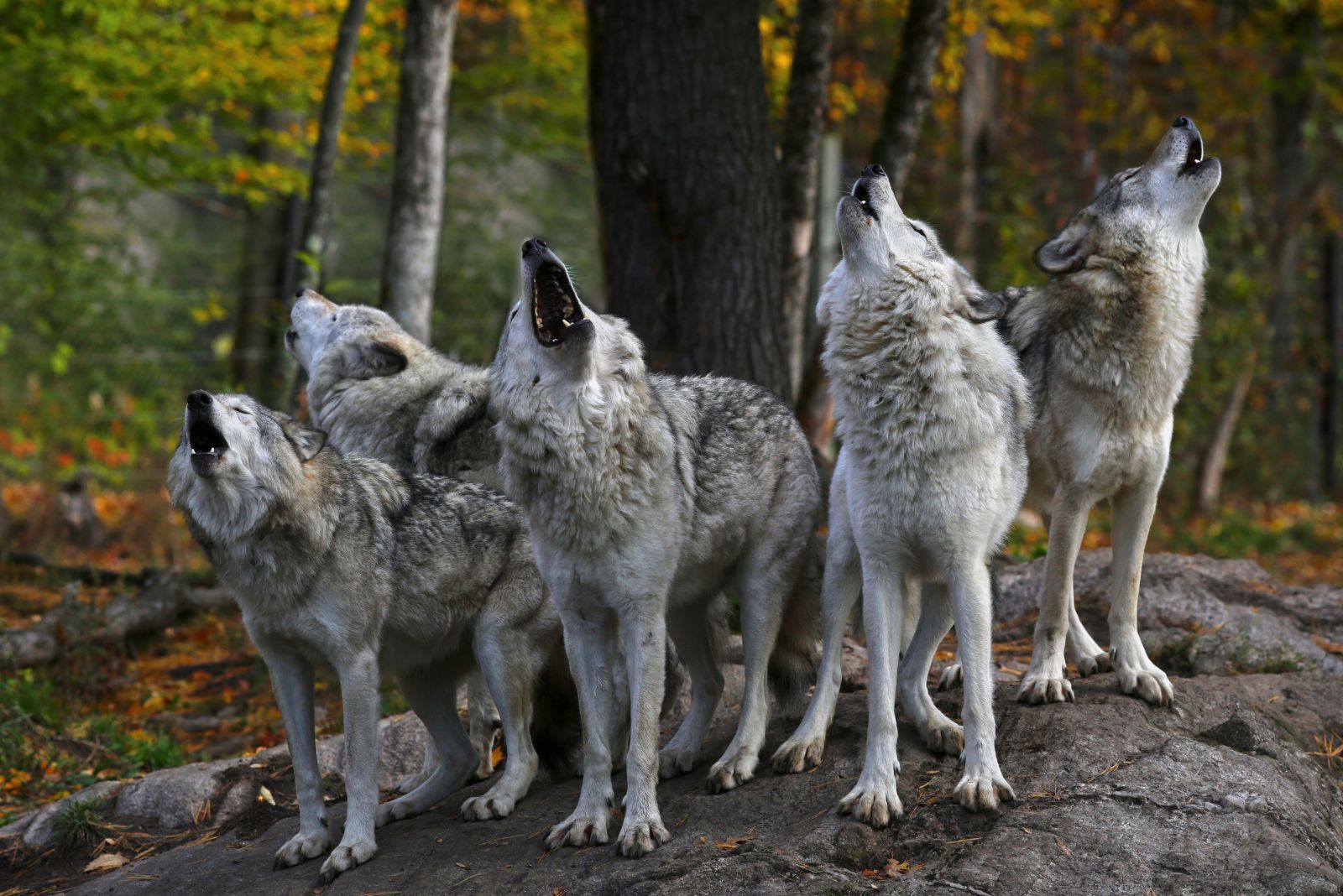 wolves