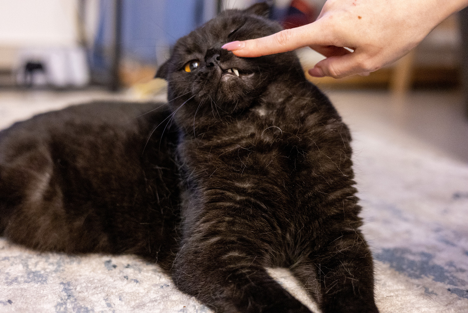 woman annoying cat