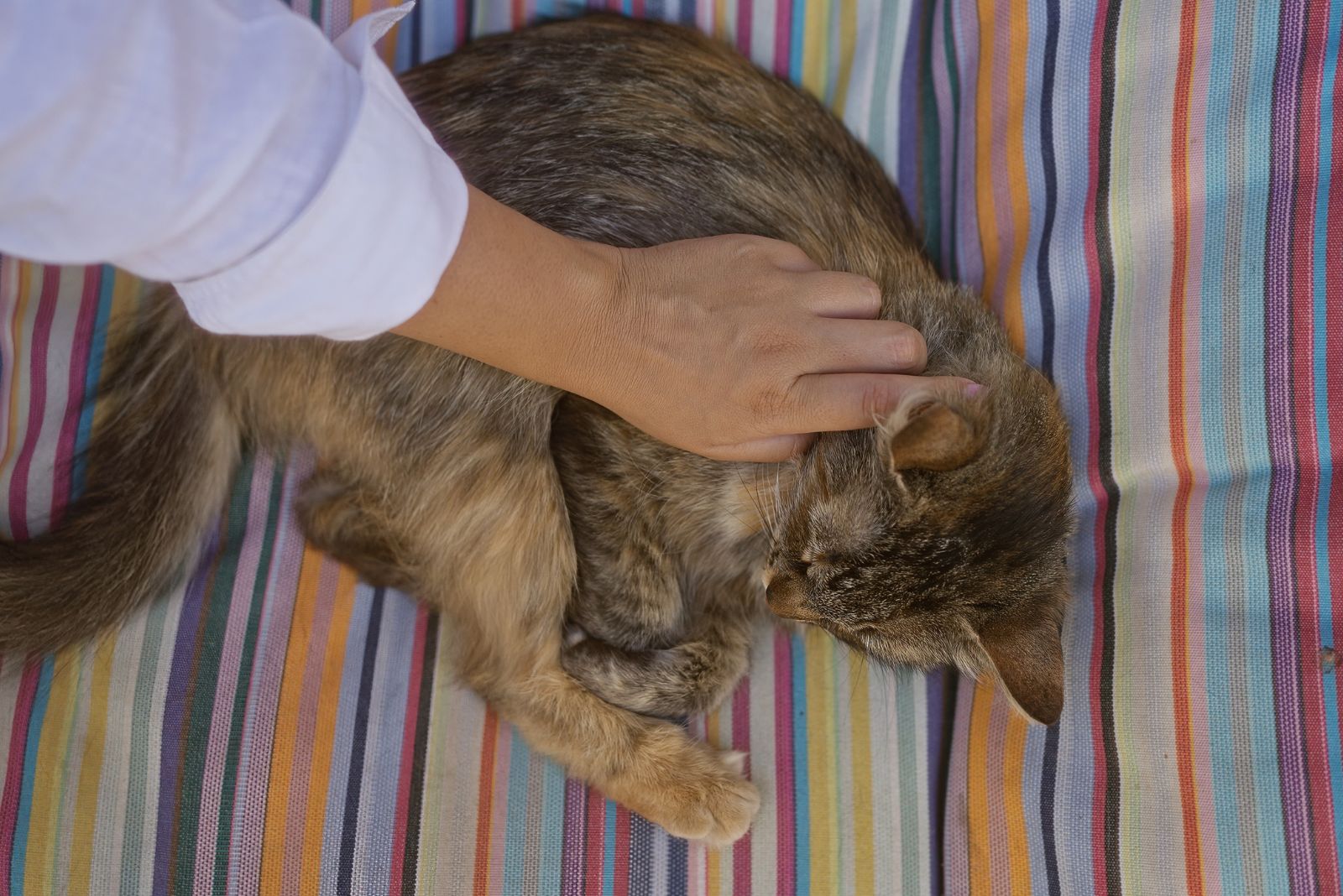 woman checking cats pulse