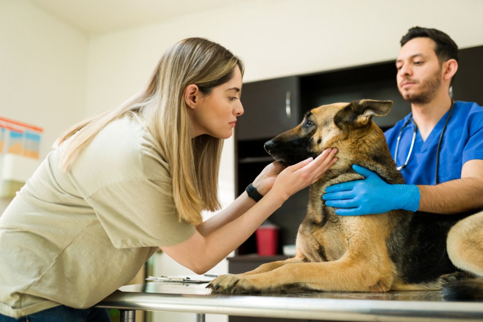 woman helping german shepherd at vet