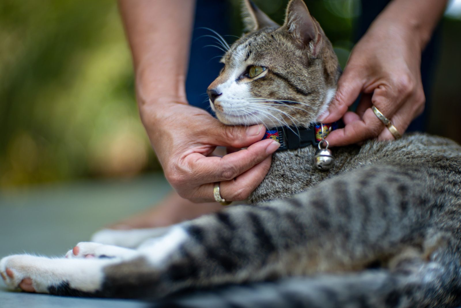 woman putting cat collar