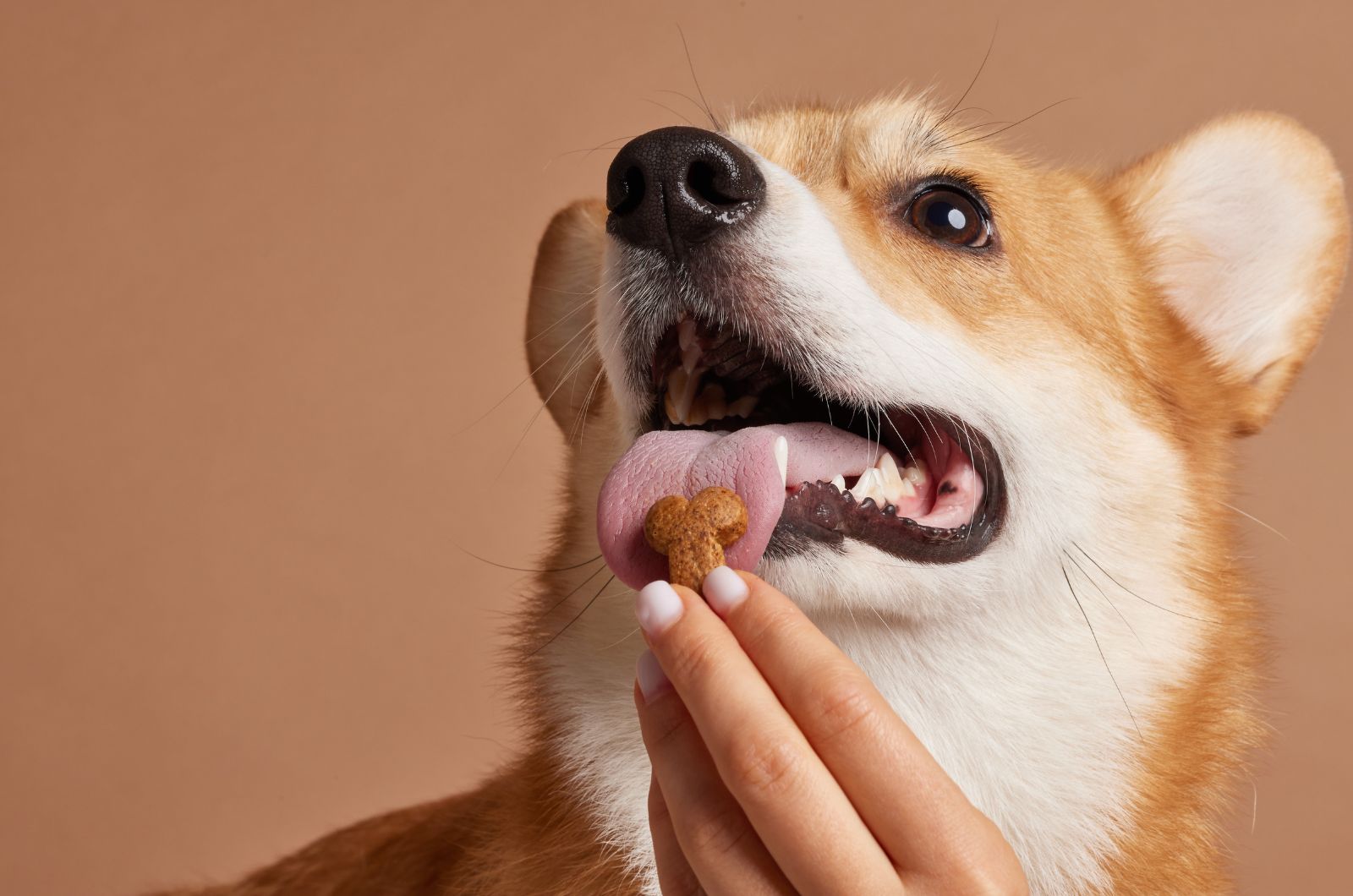 woman putting treat on dogs tongue