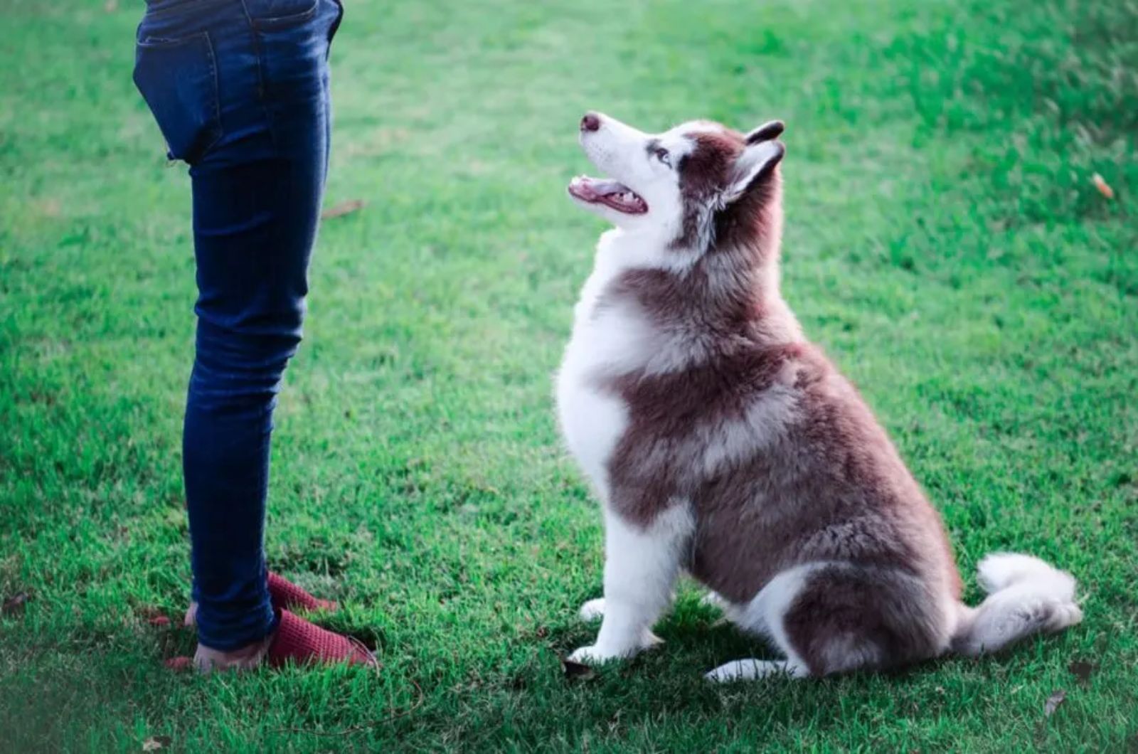 woman training husky