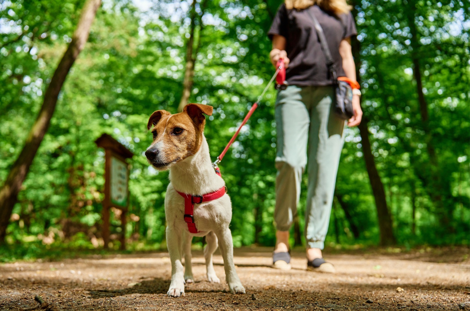 woman walking a dog