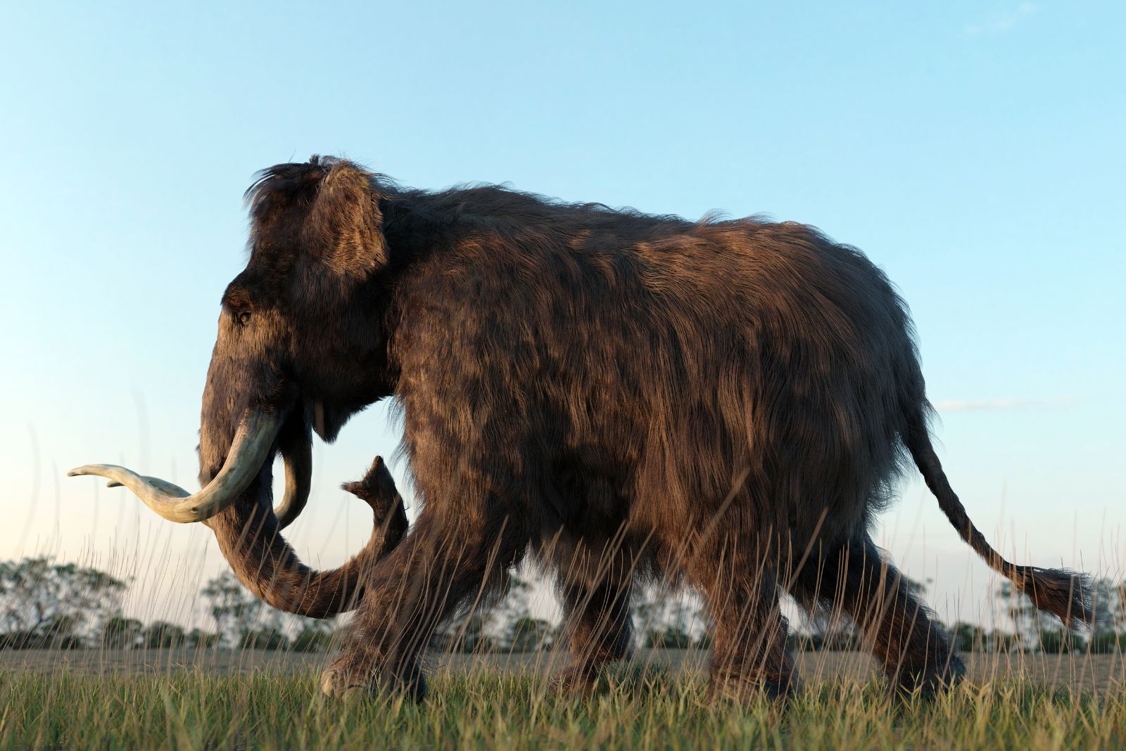 woolly mammoth