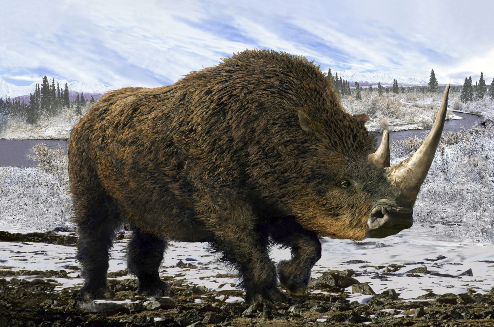 woolly rhinoceros