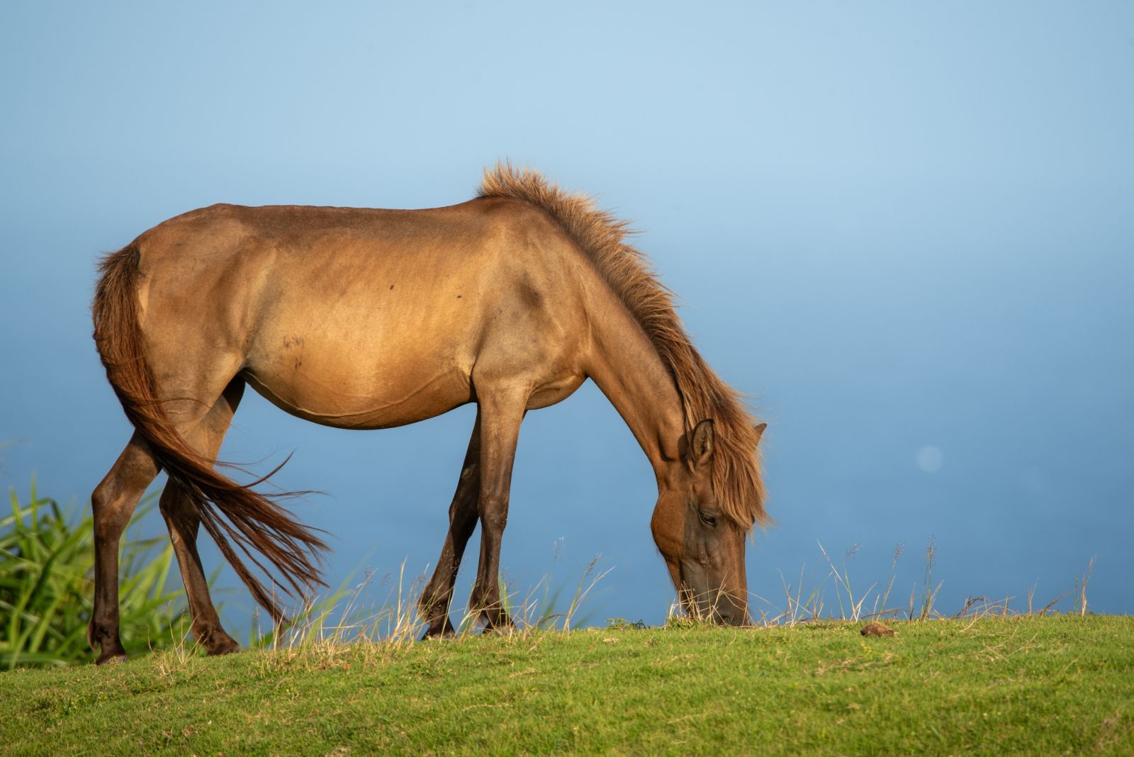 yonaguni horse