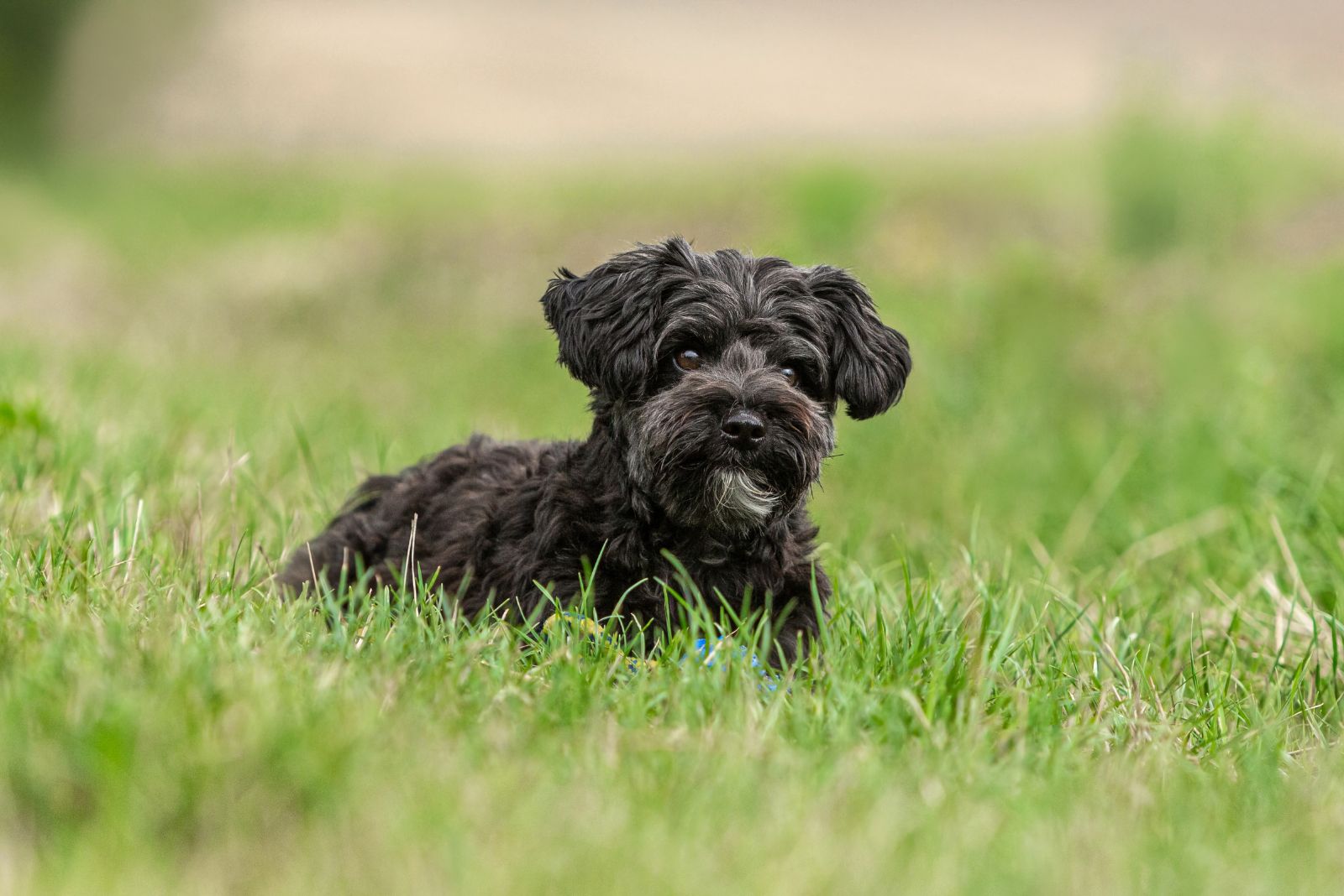 yorkiepoo