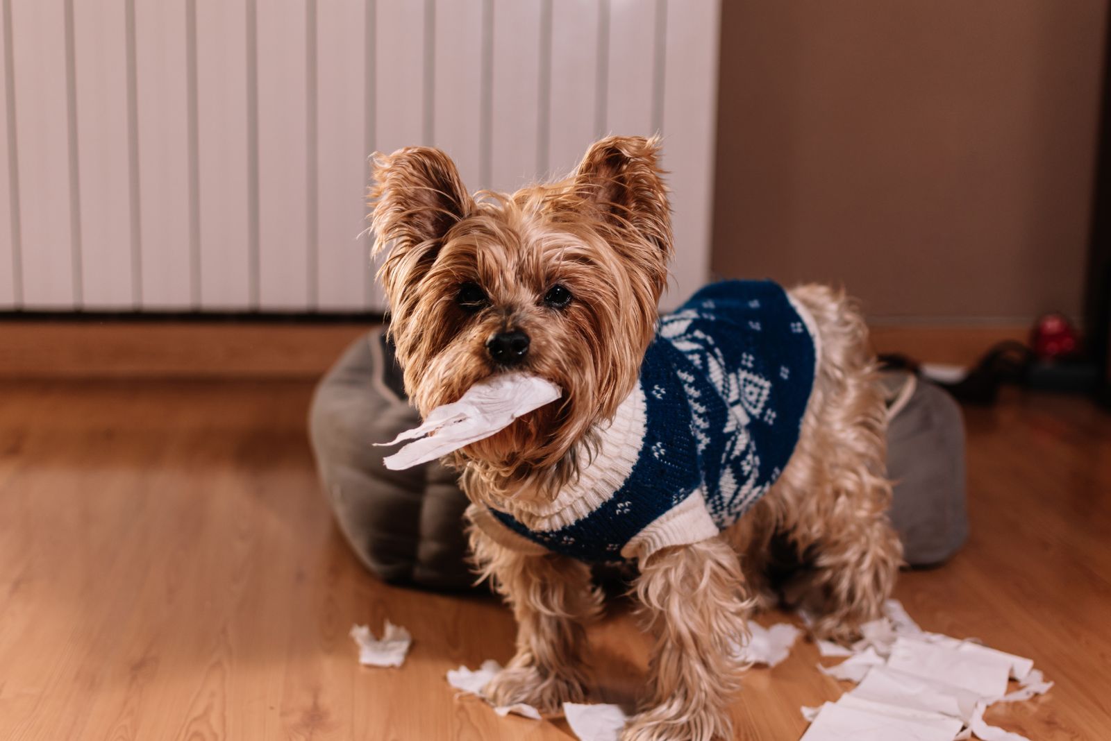 yorkshire terrier